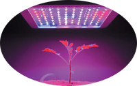 No need to change plant lights between the growth and flowering phases